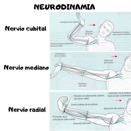 Neurodinamica